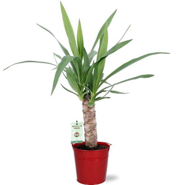 Yucca - Ø12cm - ↕50cm + Seau D12,5x11,5cm - Rouge