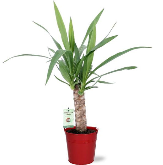 Yucca - Ø12cm - ↕50cm + Seau D12,5x11,5cm - Rouge