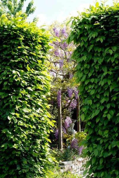 Carpinus Betulus - Bare Root - 100/125 - 75x