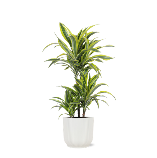 Dracaena Citron Lime Ø21cm - ↕65cm