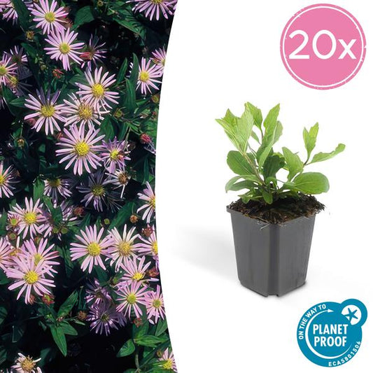 Aster ageratoides 'Asran' - ↕10-25cm - Ø9cm - 20x