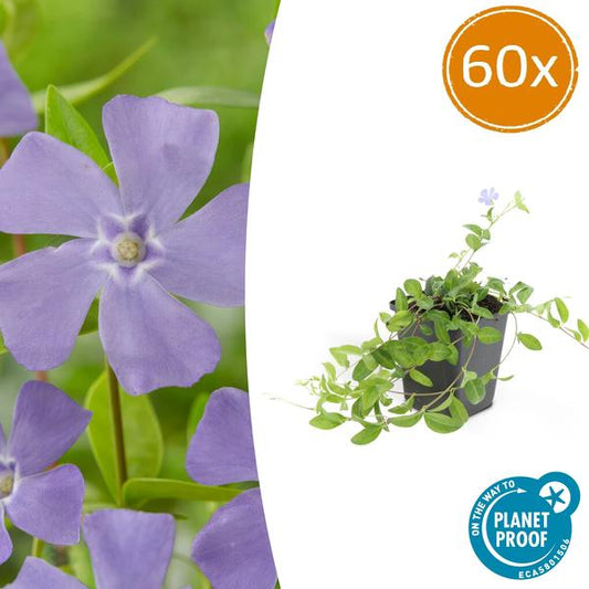 Vinca minor 'La Grave' - ↕10-25cm - Ø9cm - 60x