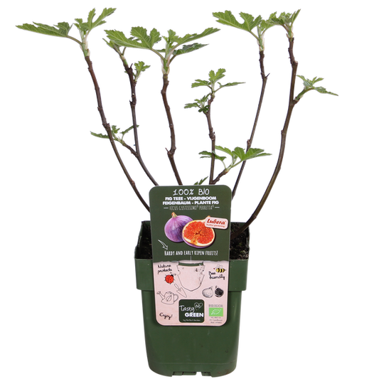 Ficus Gustissimo Perretta - Ø19cm - ↕50cm - Ø13 - ↨45cm