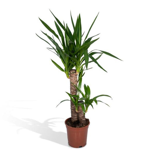 Yucca Éléphantipes - Ø17cm - ↕85cm