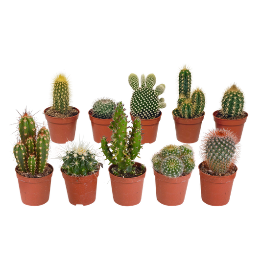 Cactus mix 5.5 cm - 10x - zonder pot
