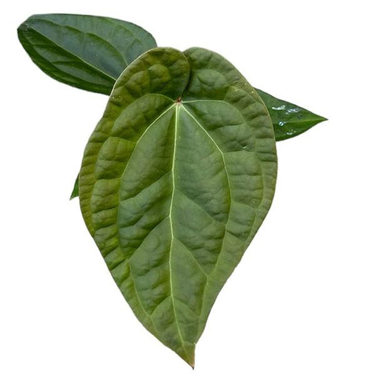 Anthurium Crystallinum X Luxuriens - Ø10,5cm - ↕15cm