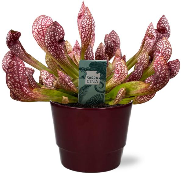 Sarracenia Scarlet Belle - Ø12cm - ↕40cm + Pot Basic D14,5x12cm - Bordeaux