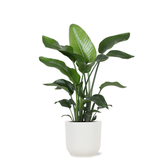 Strelitzia Nicolai - Ø21cm - ↕80cm en pot Vibes BLANC