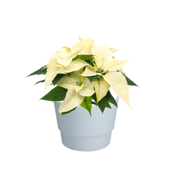 Poinsettia Alaska White - Ø10,5cm - ↕23cm + Pot Basic D11,5x9cm - Wit