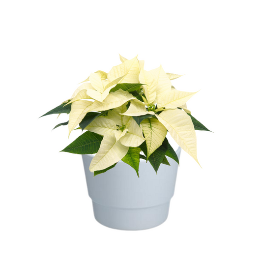 Poinsettia Alaska White - Ø10,5cm - ↕23cm + Pot Basic D11,5x9cm - Wit