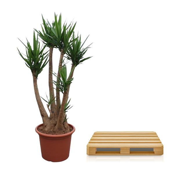 Yucca Elephantipes ramifié - 230 cm - ø60