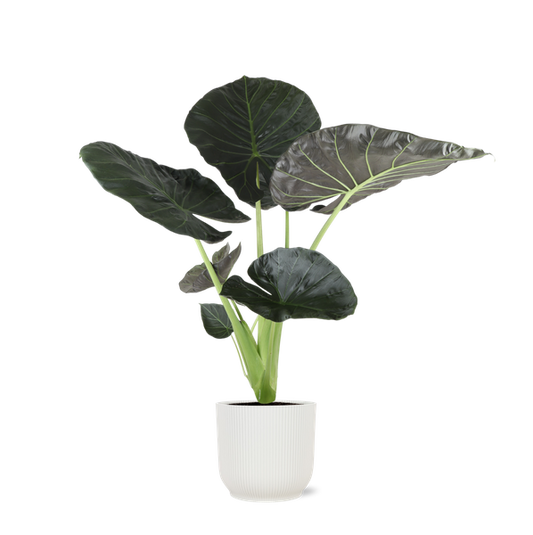 Alocasia Regal Shield Ø21cm - ↕100cm en pot Vibes BLANC