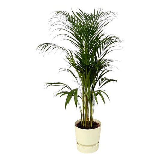 Palmier Areca - ↨110cm - Ø21cm dont elho Greenville Rond blanc D24xH23