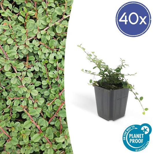 Cotoneaster pr. 'Queen of Carpets' - ↕10-25cm - Ø9cm - 40x