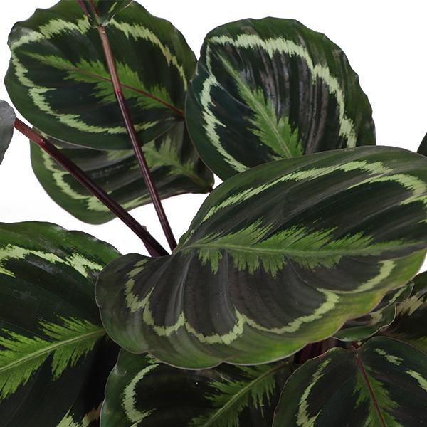 Médaillon Calathea Ø21cm - ↕70cm en Boule ANTHRACITE