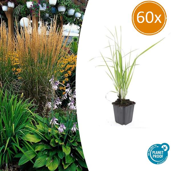 Calamagrostis acut. 'Karl Foerster'  - ↕10-25cm - Ø9cm - 60x