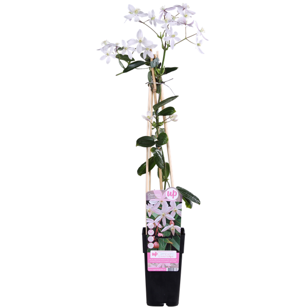 Clematis armandii Fleur de Pommier - Clématite Persistante Rose Clair - Ø15cm - ↕65cm
