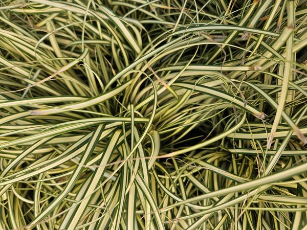 Carex oshim. 'Evergold'  - ↕10-25cm - Ø9cm - 60x
