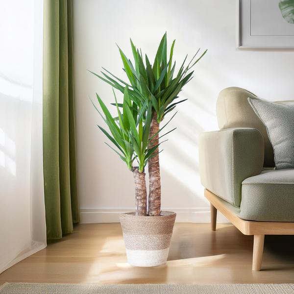 Yucca Elephantipes avec Panier Lisbonne blanc - 90cm - Ø21