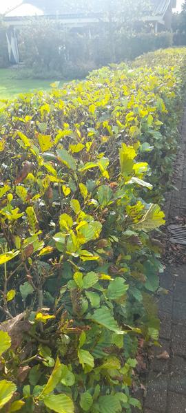 Alnus glutinosa - Racine nue - 60/80 - 25x