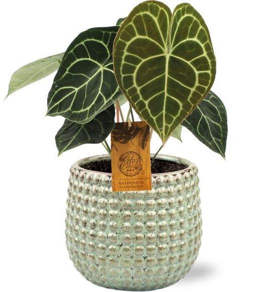 Anthurium Clarinervium - Ø15cm - ↕25cm + Pot à Bulles D16,5x15cm - Vert