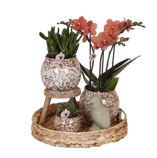 Compagnie des Colibris | Coffret Nature Sauvage | Ensemble de plantes avec orchidées Phalaenopsis rouges et plantes succulentes, avec pots décoratifs en céramique.
