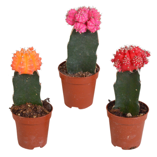 Euphorbia meloformis variegata - Gymnocalycium mix - 5,5cm - 3x