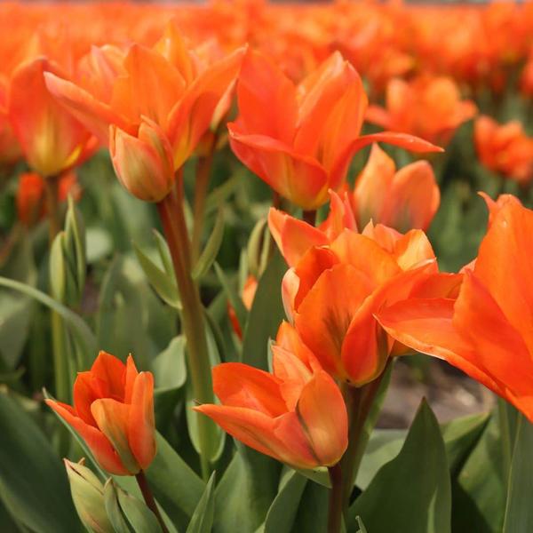 Bulbes à fleurs Amsterdam - Orange Empereur - 15 bulbes à fleurs - Taille 12+