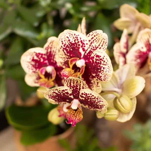 Orchidées colibris | Orchidée Phalaenopsis rouge jaune - Espagne + Pot décoratif émaillé cognac - taille du pot Ø9cm - 40 cm de haut | plante d'intérieur à fleurs - fraîchement sortie du producteur