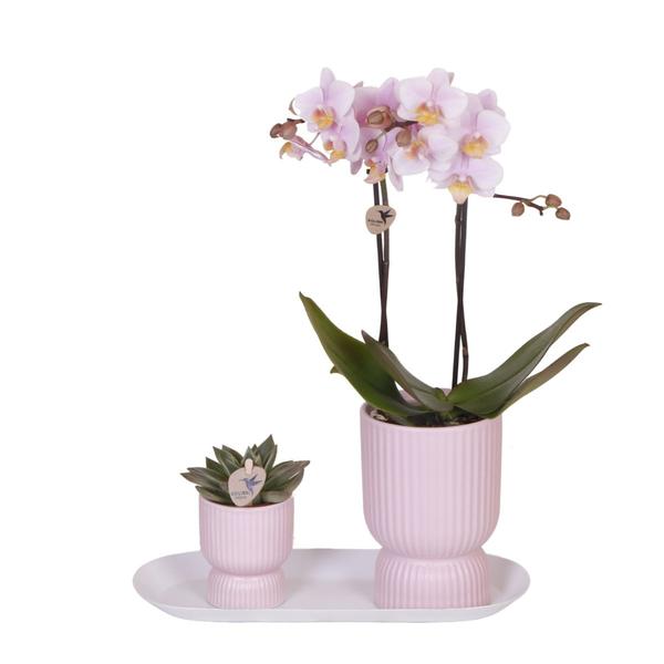 Orchidées colibris | Ensemble de plantes Floral Blush rose petit| Plantes vertes avec orchidée Phalaenopsis dans des pots décoratifs rose Floral Blush et un plateau blanc