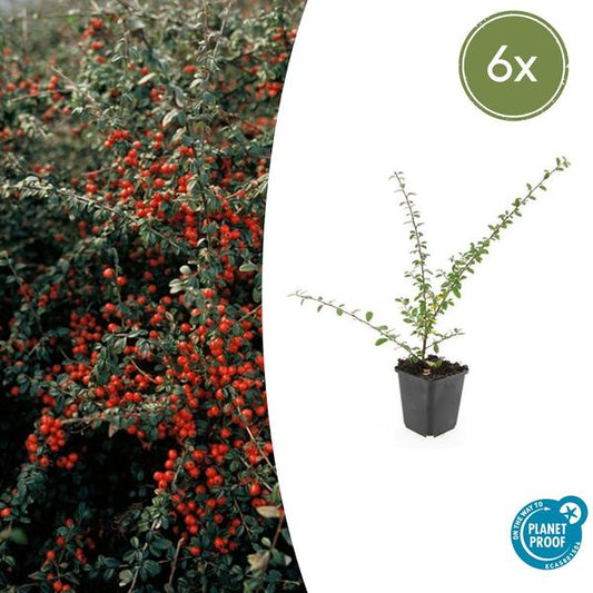 Cotoneaster suec. 'Coral Beauty' - ↕10-25cm - Ø9cm - 6x