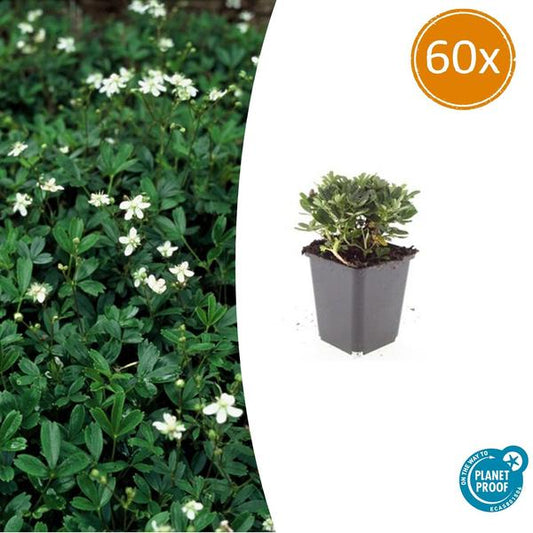 Potentilla tridentata 'Nuuk' - ↕10-25cm - Ø9cm - 60x