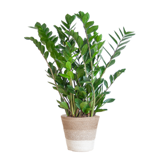 Zamioculcas Zamiifolia avec Panier Lisbonne blanc - 80cm - Ø21