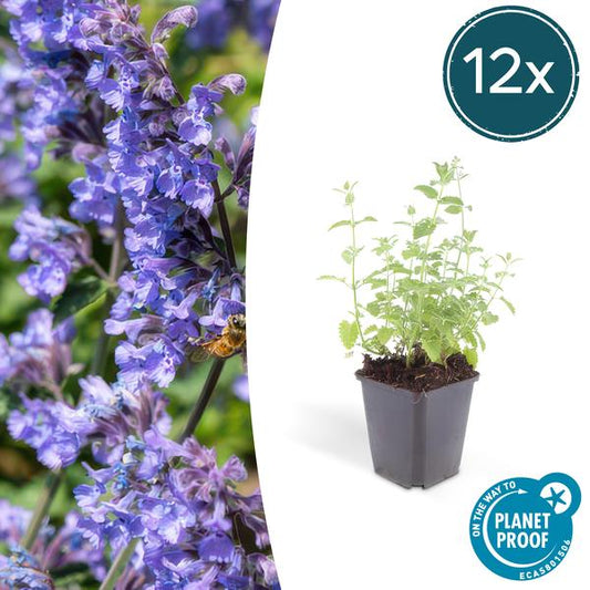 Nepeta 'Six Hills Giant' - ↕10-25cm - Ø9cm  - 12x