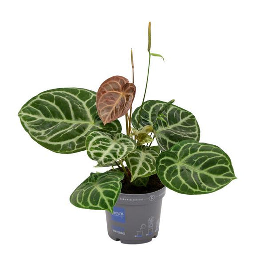 Anthurium Cristal Hybride Compact - Ø17cm - ↕40cm