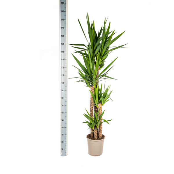 Yucca Éléphantipes Ø27cm - ↕160cm