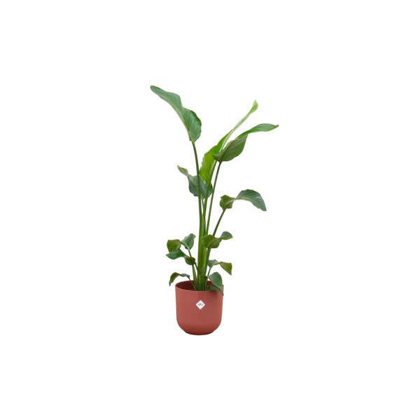 Offre combinée - Strelitzia Nicolai avec elho Jazz Round rouge Ø23 - 100 cm