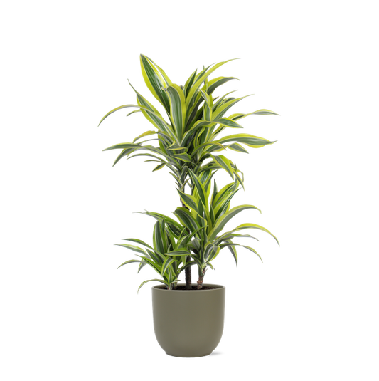 Dracaena Citron Lime Ø21cm - ↕65cm en pot Boule OLIVE