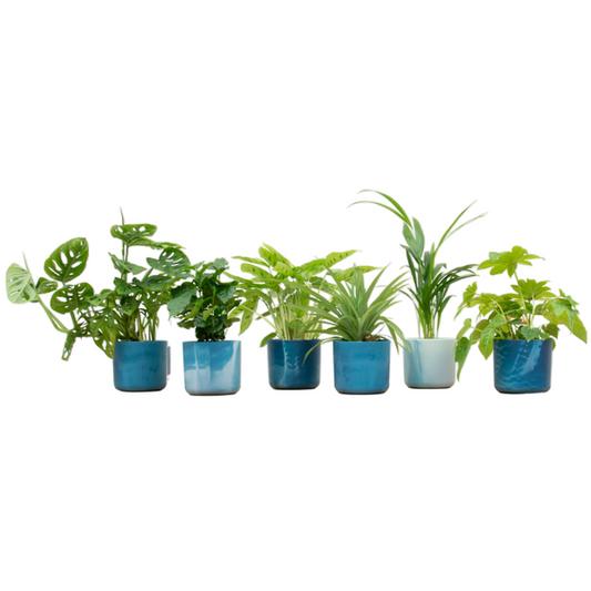 Coffret surprise - 6 plantes dont elho Ocean Round bleu atlantique Ø14