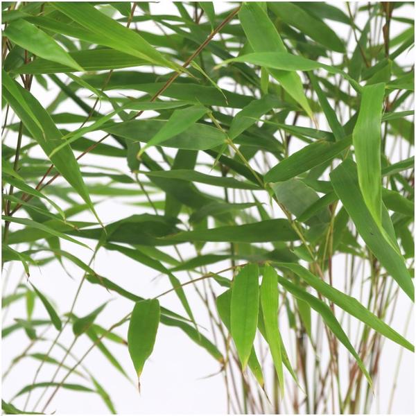 6 x Fargesia Rufa Ø12 cm - ↕25 cm 