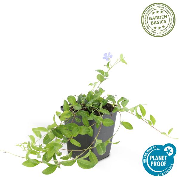Vinca minor 'La Grave' - ↕10-25cm - Ø9cm - 20x