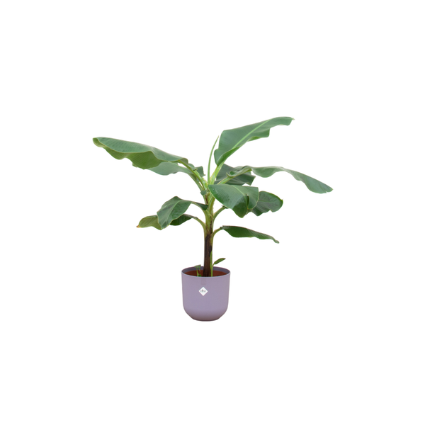 Offre combinée - Bananier (Musa) incluant elho Jazz Round lilas Ø23 - 100 cm