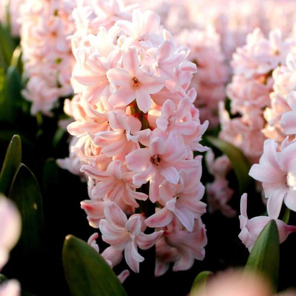 Flowerbulbs Amsterdam - Hyacinth Show Off - 30 bulbes à fleurs pour 1 m2 de splendeur florale - Taille 14/15