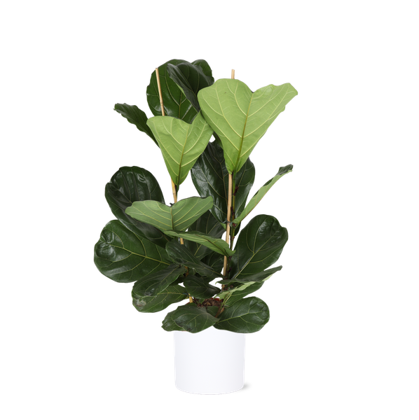 Ficus Lyrata - Ø24cm - ↕120cm en pot Era BLANC