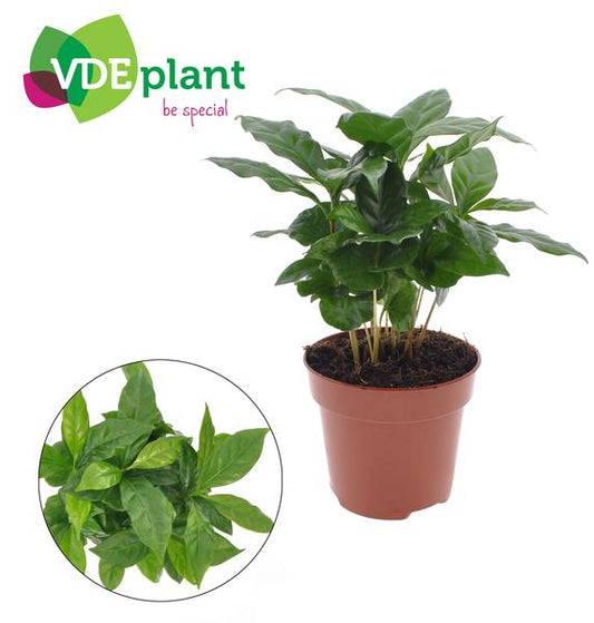 Coffea Arabica - Ø12cm - ↕30cm