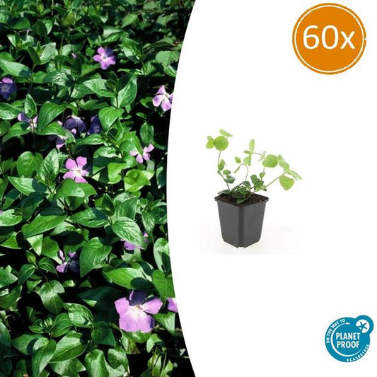 Vinca major - ↕10-25cm - Ø9cm - 60x