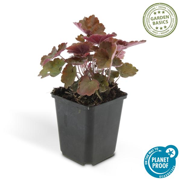 Heuchera mic. 'Palace Purple' - ↕10-25cm - Ø9cm - 60x