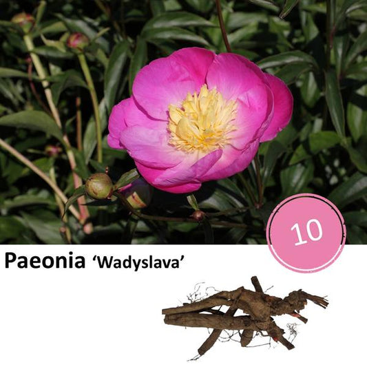 Paéonie 'Wadyslava' - 10x