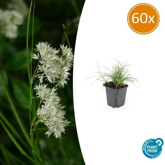 Luzula nivea - ↕10-25cm - Ø9cm - 60x