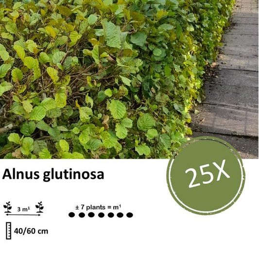 Alnus glutinosa - Racine nue - 40/60 - 25x